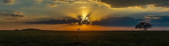 Maasai Mara